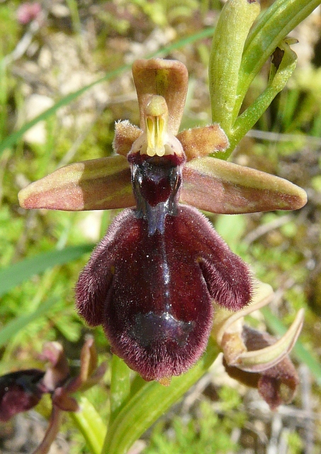 Le orchidee degli Dei: 8 giorni nel Peloponneso, marzo 2014.